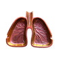 Smoker’s Lunge